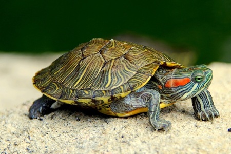 Красноухая черепаха