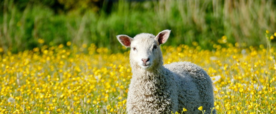 Лечение овец