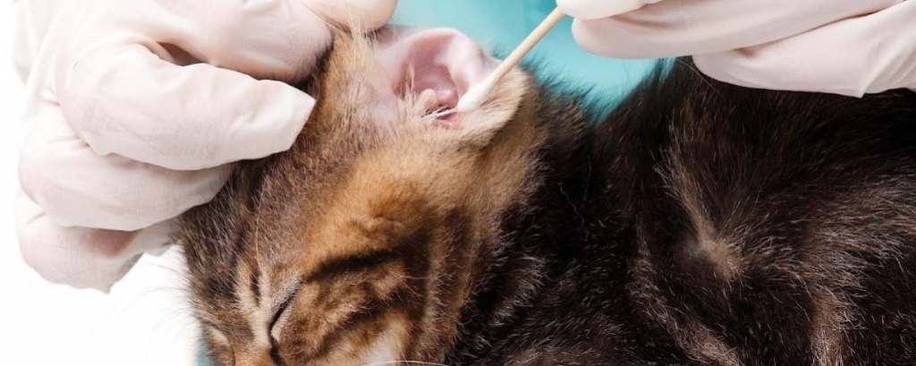 Ушной клещ у кошки: диагностика и лечение