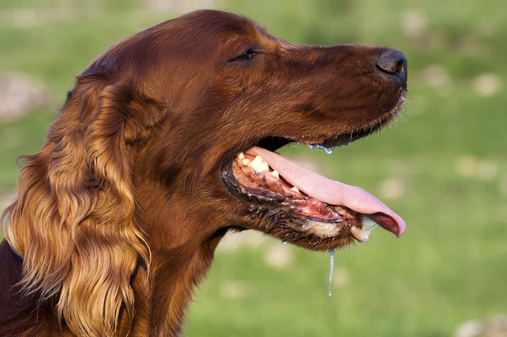 Причины возникновения неприятного запаха из пасти собаки