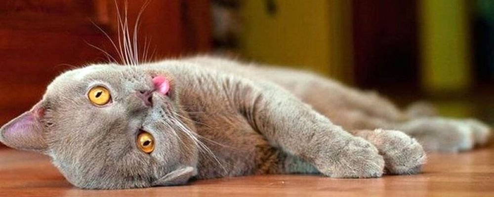 Безвредно ли для котов и кошек баловство валерьянкой?