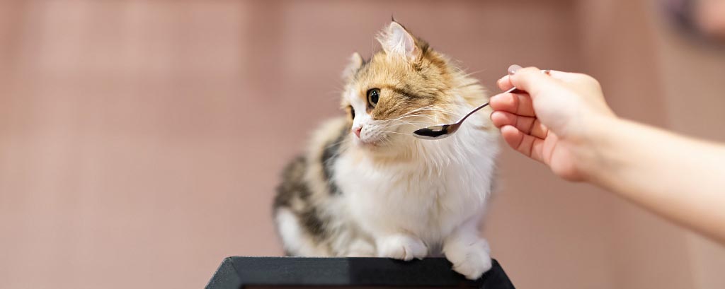 Лечение глистов у кота