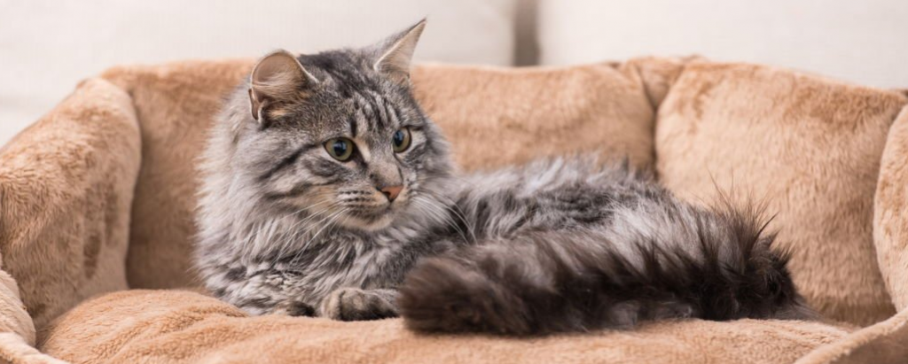 Пиометра у кошек: причины и симптомы заболевания, лечение и прогнозы