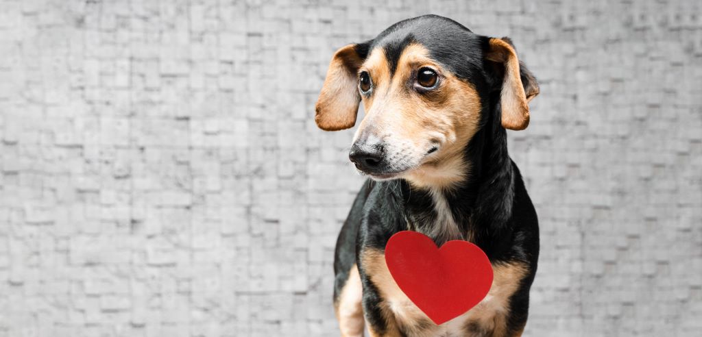 Инфаркт у собаки: как спасти жизнь питомцу