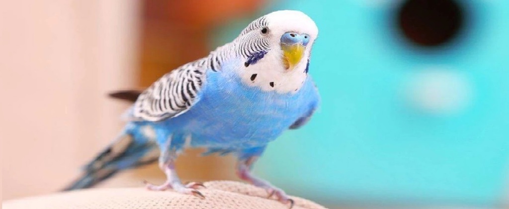 Волнистый попугай: содержание и уход в домашних условиях