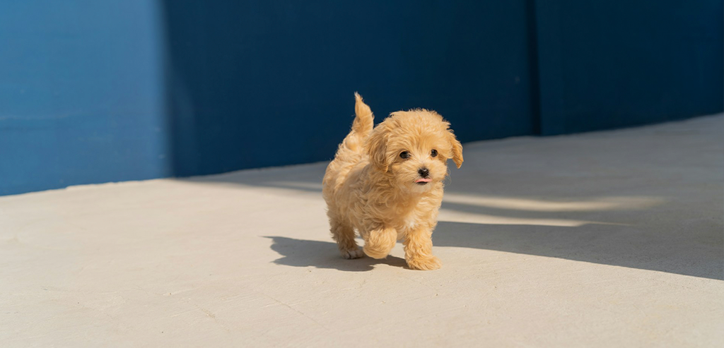 Первый поход со щенком к ветеринару: что ожидать?