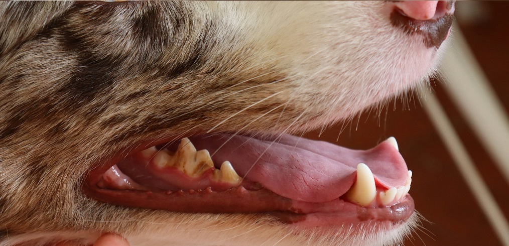 Воспаление десен у собак: причины и лечение
