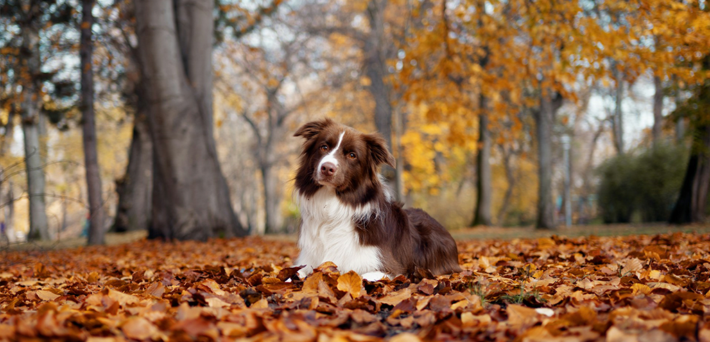 Какие болезни собак наиболее распространены осенью?