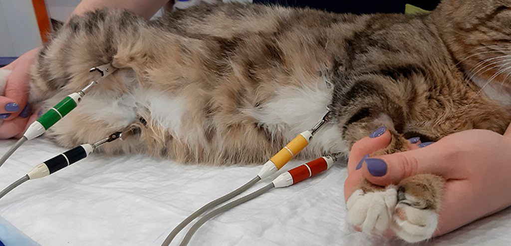 Как делают ЭКГ животным и когда это необходимо?